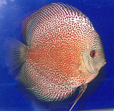 Red-Eruption-Leopard-Discus-Frish
