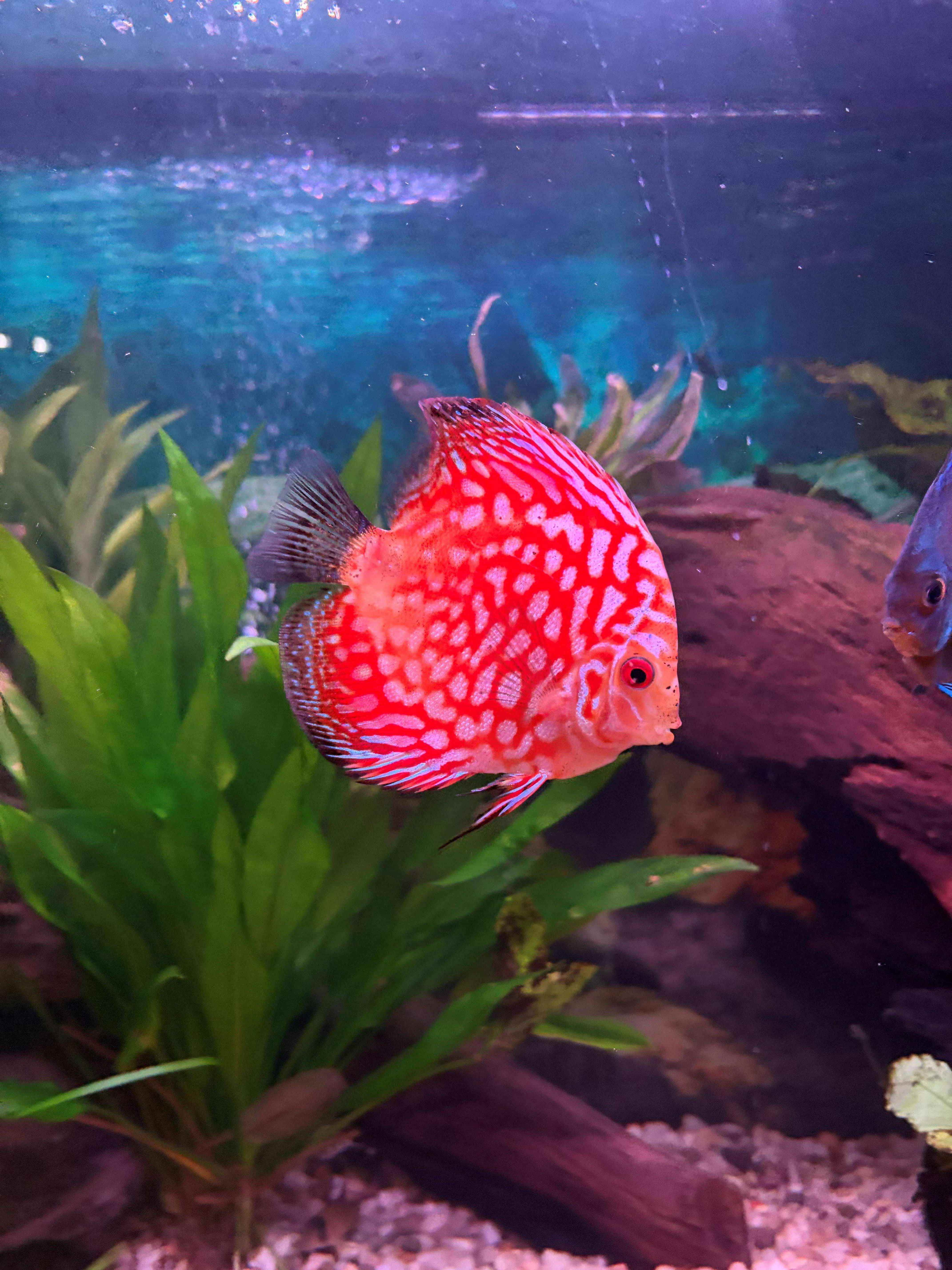 Red-Stone-Dragon-Discus-Fish-2