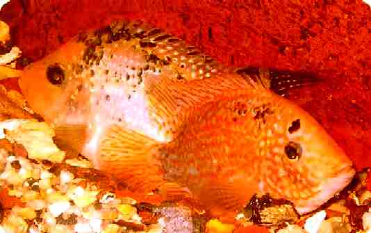 Red Texas Cichlid Breeding Pair from Somethingsphishy