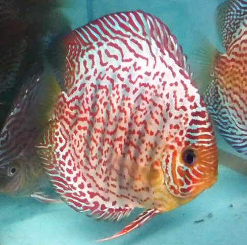 Ruby Red Confetti Discus