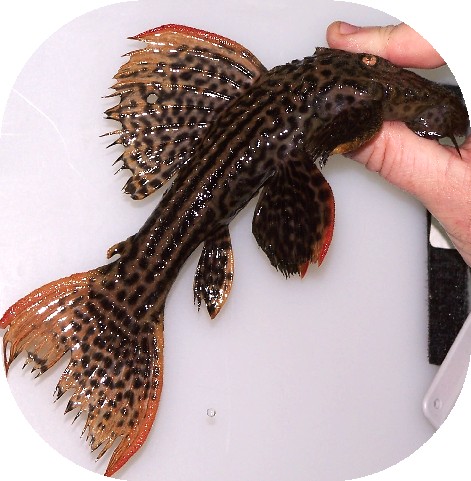 Scarlett-Pleco