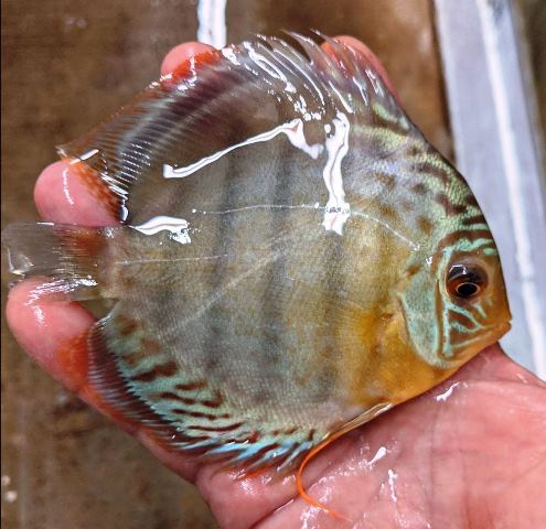 Green Tefe Discus