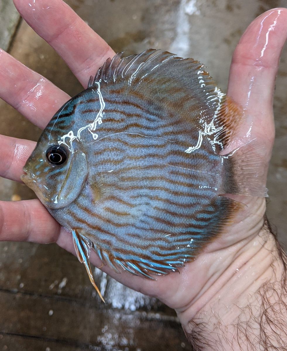 Wild-Heckel-Discus