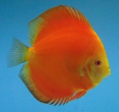 Yellow-Faced-Red-Melon-Discus