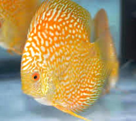 Yellow-Mosaic-Dragon-Discus