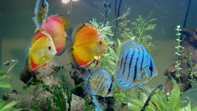 Aquarium by Amanda Leisten