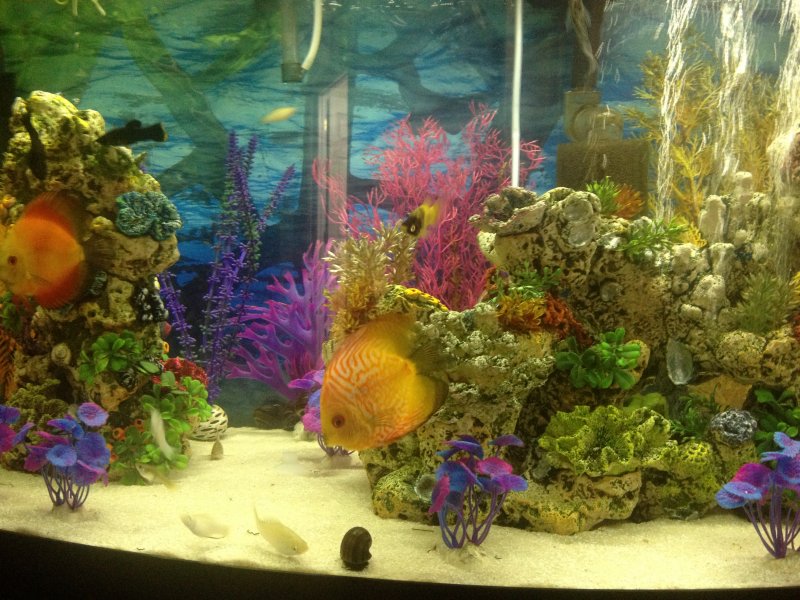 My Aquarium by Janet Irizarry