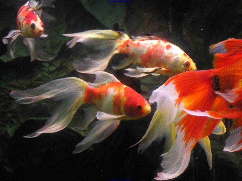 Longfin Goldfish - Somethingsphishy