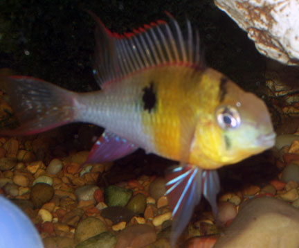 BMale Bolivian Ram - Chris Sahleen