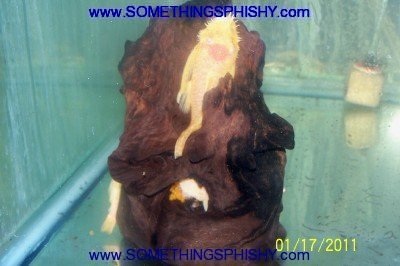 Albino Pleco with Eggs - SomethingsPhishy