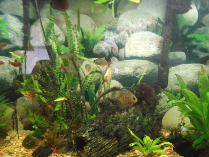 2 inch assorted discus in community aquarium by Brad Pemberton 