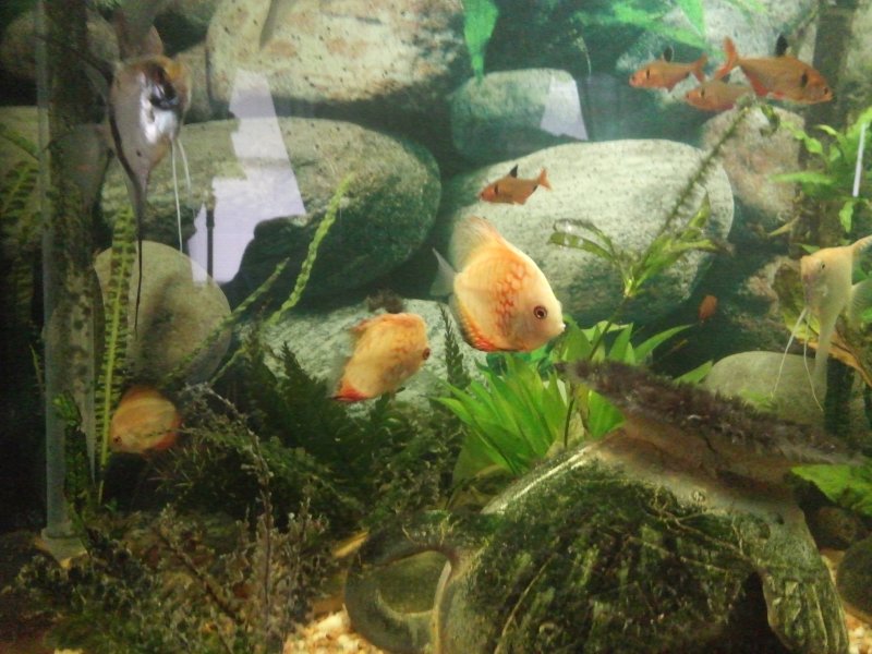 2 inch assorted discus in community aquarium by Brad Pemberton 