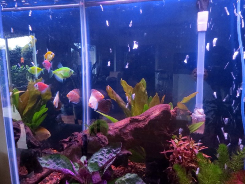 My new Glofish and Discus by Dwayne Baker