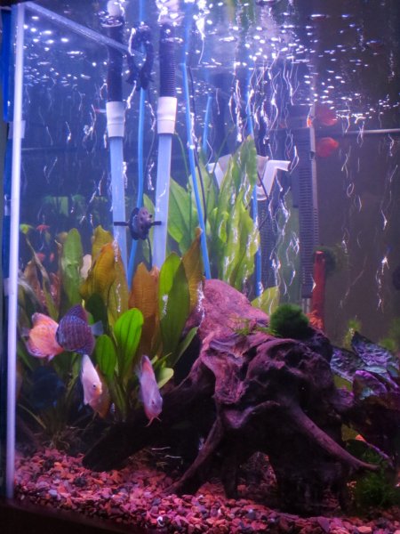 My new Discus by Dwayne Baker
