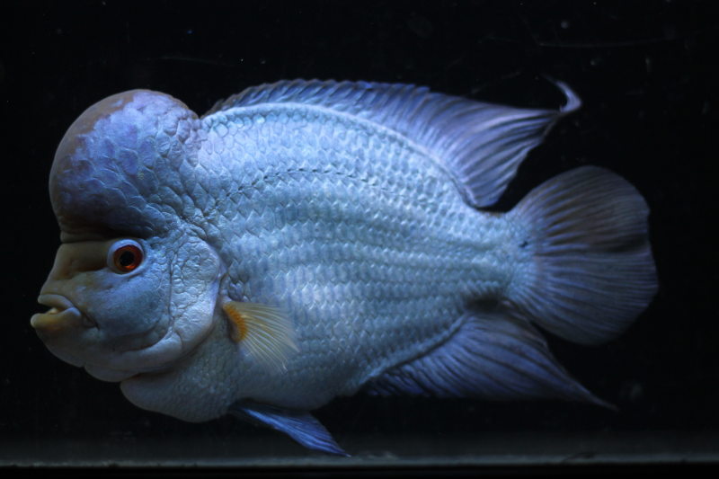 Brilliant Blue Flowerhorn purchased as a baby by David Timmons from Somethingsphishy.  It is now used in ads by the United Flowerhorn Association.