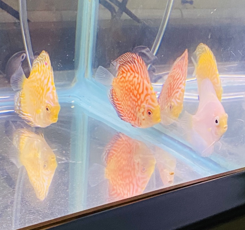 Yellow Mosiac Dragon, Fire Dragon and White Diamond all arrived Healthy and Happy
By Sean Fyfe