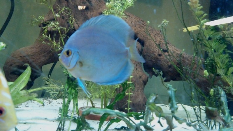 Discus by Amanda Leisten