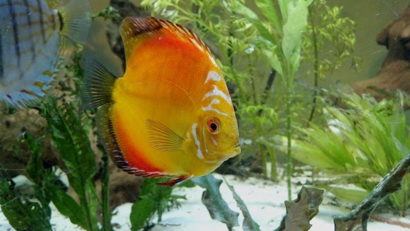 Discus by Amanda Leisten