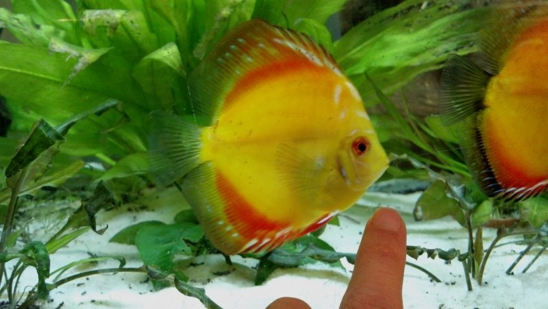 Discus by Amanda Leisten