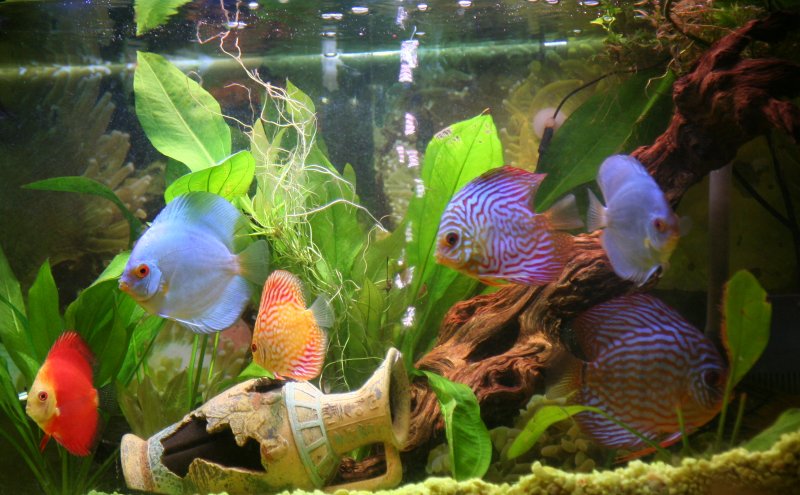 Discus Aquarium 2 by Robert Grenkowitz