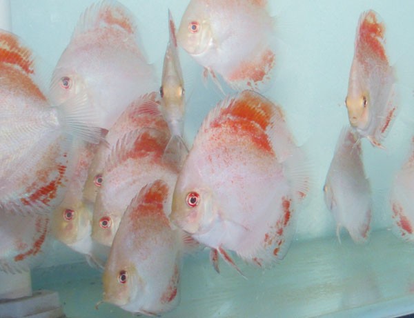 RED NEBULA DISCUS