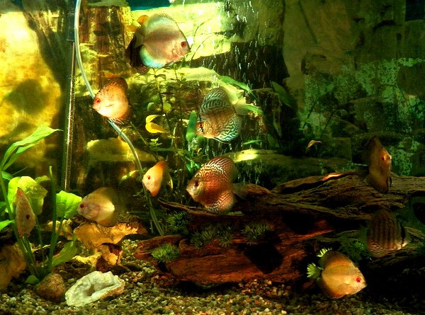Discus tank by Bonnie Mcquatters