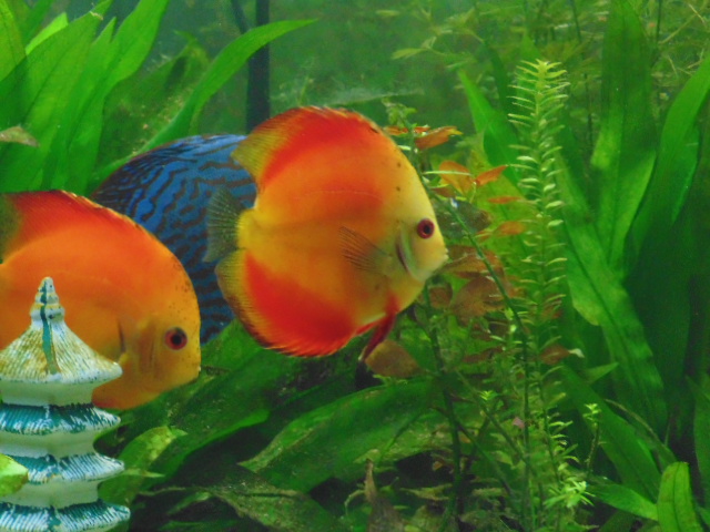 Discus of Gary Kakiki