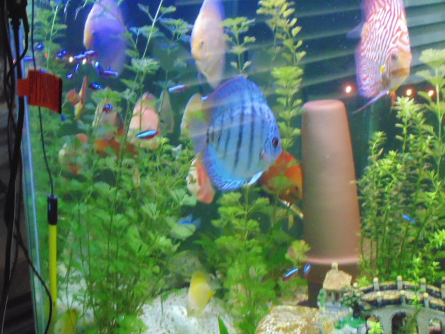 Discus Tank from Gary Kakiki
