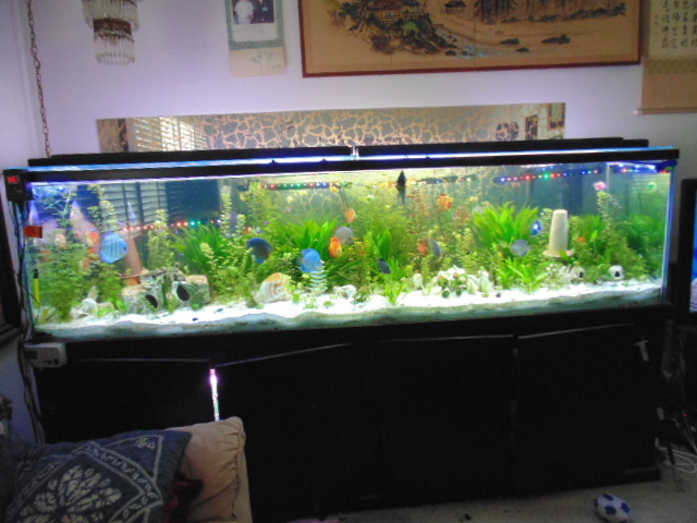 Discus Tank of Gary Kakiki