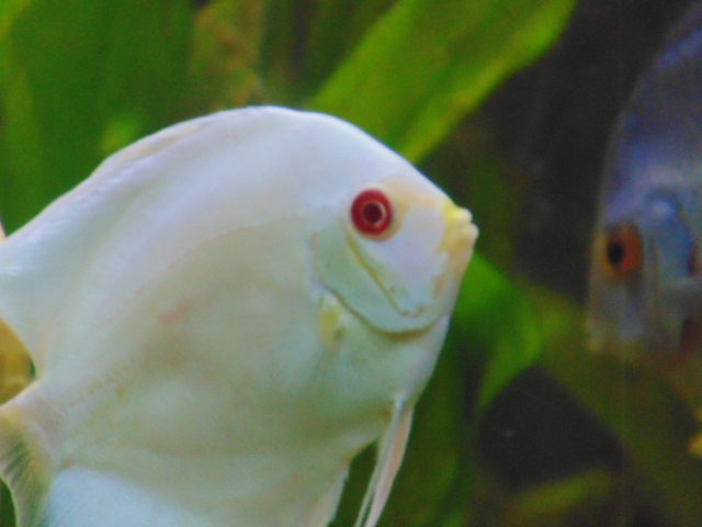 Newly Arrived Platinum Albino Discus by Gary Kakiki
