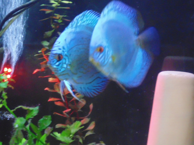 My Discus from Gary Kakiki