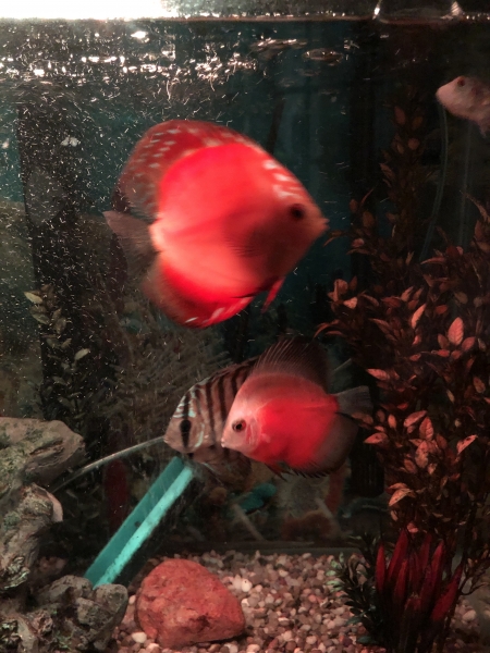 Aqua green, mandarin sunrise and red white discus.  Picture by Hauwa Usman