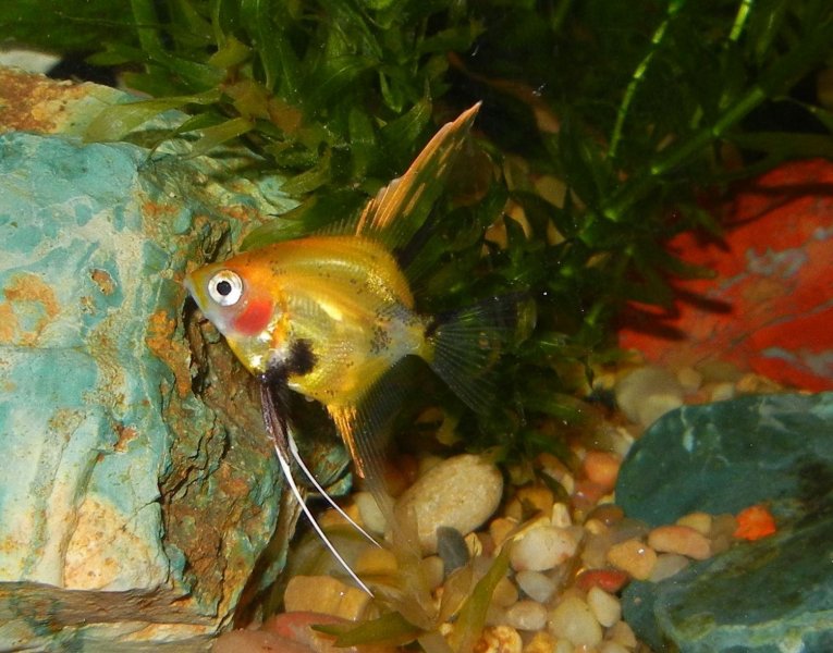 Full Body Orange Koi Juvenile Angelfish By Christina Voss