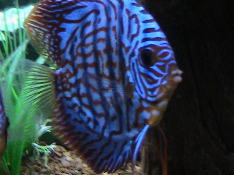 my beautifull blue and red discus - Steven Sachs