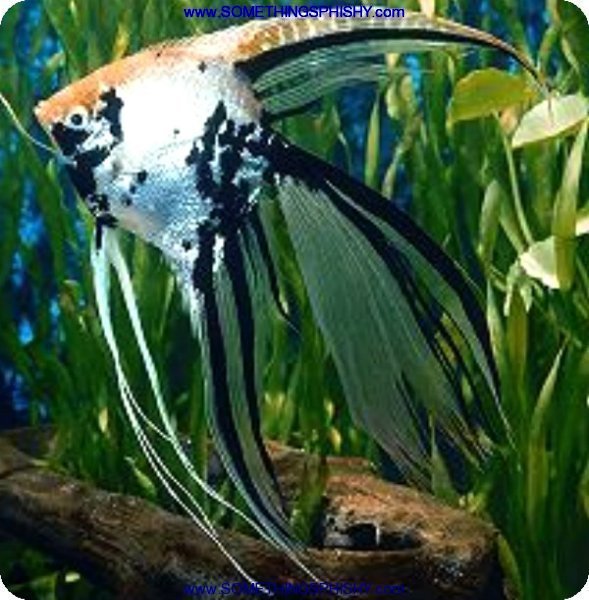 Long Fin Angelfish - Somethingsphishy