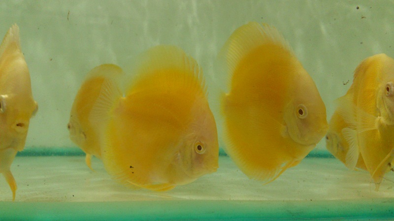 GOLDEN ALBINO DISCUS BY SOMETHINGSPHISHY