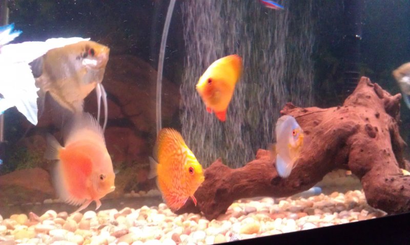 4 of the discus we have by Desiree Stone