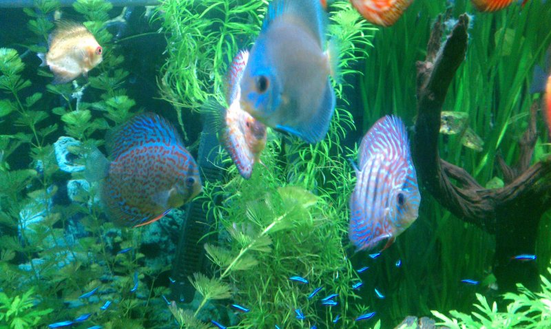 planted discus tank - Helen George