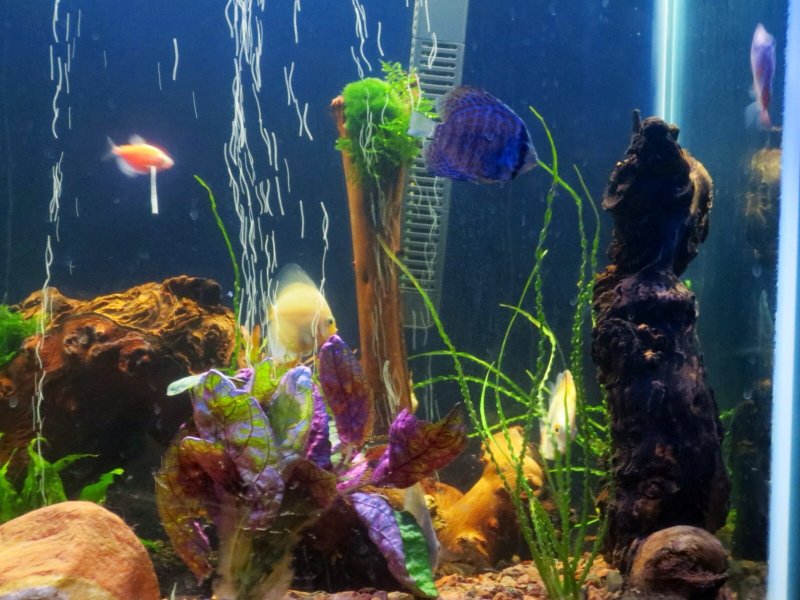 My new Discus - Dwyane Baker
