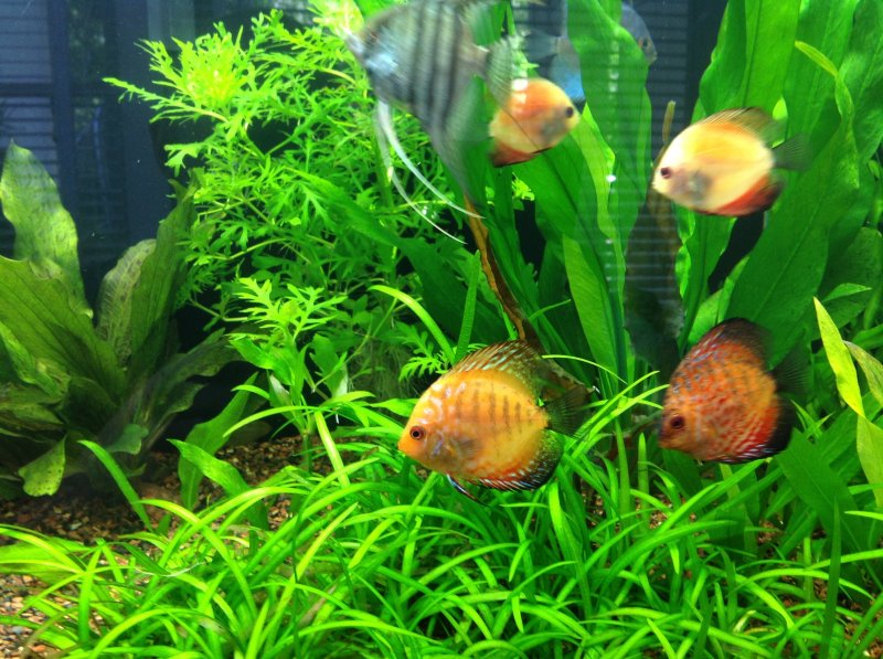 SomethingsPhishy Discus by Billy Shreeve