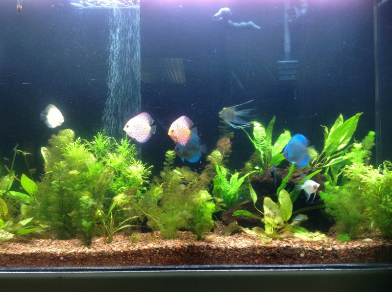  My first disc a tank and the most beautiful fish I have ever had the pleasure of purchasing thank you very much.  Picture by William Plies