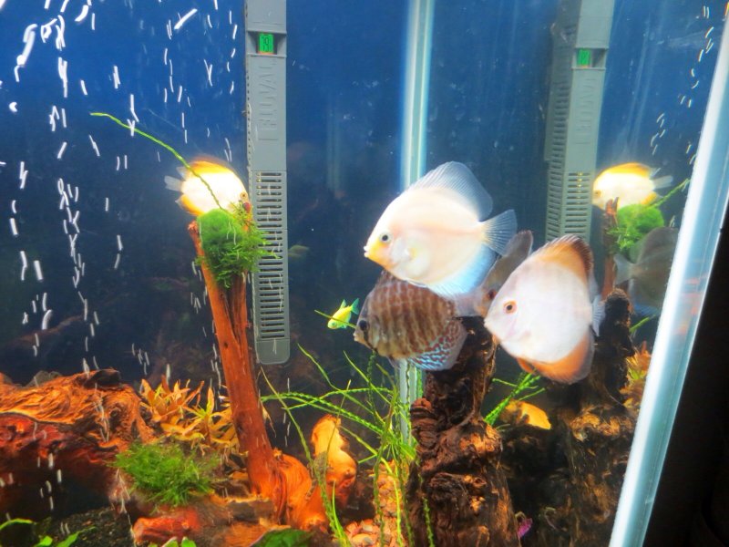 My new Discus - Dwyane Baker