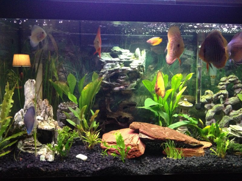 Discus and live plants by Dennis Collins