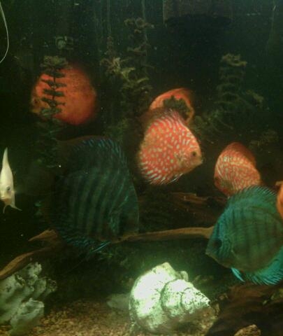 Discus Love! By Robert Bonacorsi