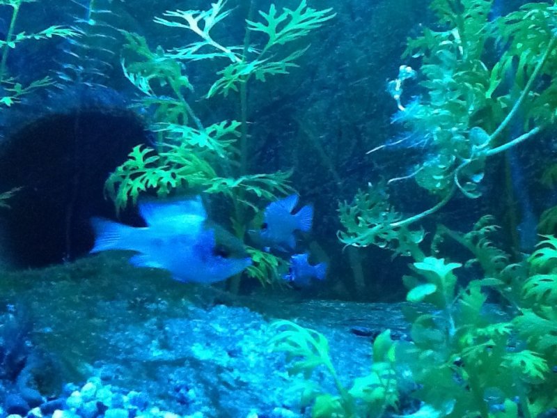 Electric Blue Rams by Eric Momyer