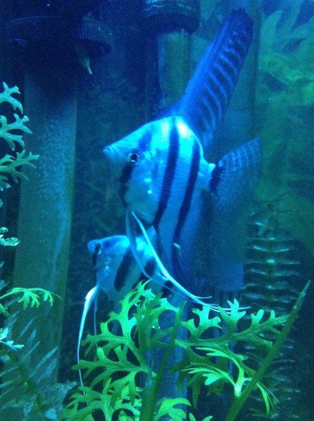 My blue angeles with first spawn good parents! Purchased from Somethingsphishy by Eric Momyer.