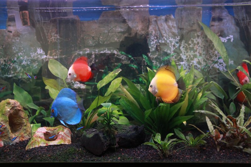 Discus in 75g by William George