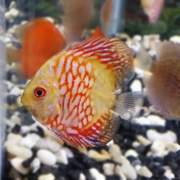 Pictures by Timmy Barclay of Discus received from Somethingsphishy