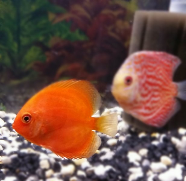 Pictures by Timmy Barclay of Discus received from Somethingsphishy