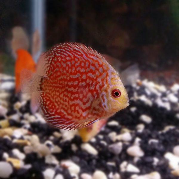 Pictures by Timmy Barclay of Discus received from Somethingsphishy